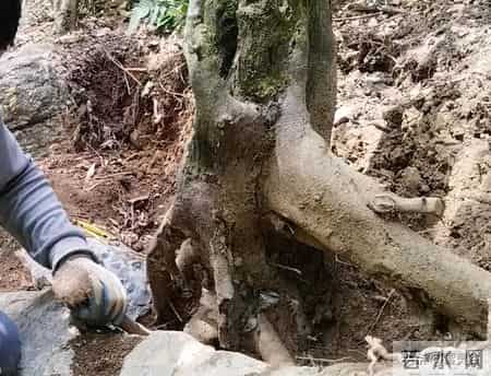 价值5.4万仅卖1.6万！贵州一株108岁瓶兰花，被4人深夜连根挖走