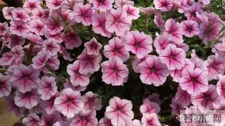 这3种花，打死都不能施肥，一喂就完蛋，根本救不回来