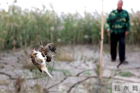 赔不起就种树! 2019年江苏男子河边诱捕2万多只, 判赔600万无力支付