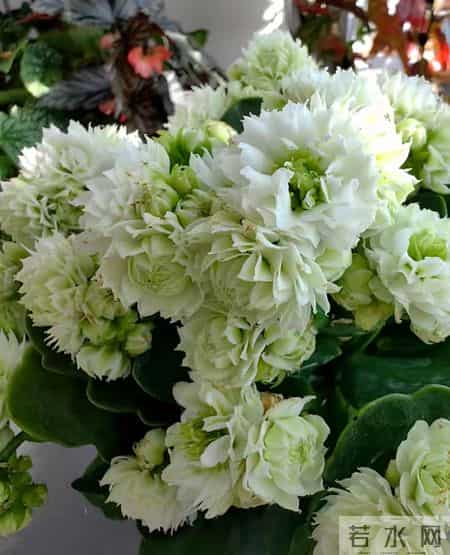 32个长寿花品种,全是当下流行的,品种控们的最爱