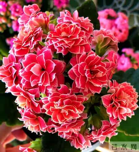 32个长寿花品种,全是当下流行的,品种控们的最爱