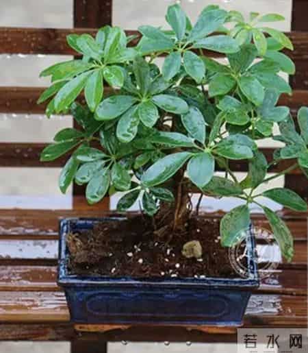 鸭掌木用深盆还是浅盆？按株型选，养根不烂叶！