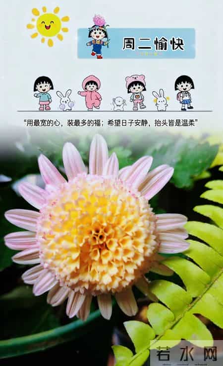 2026年1月27日周二早上好 早上好图片最新今天 温馨淡雅的早安图片