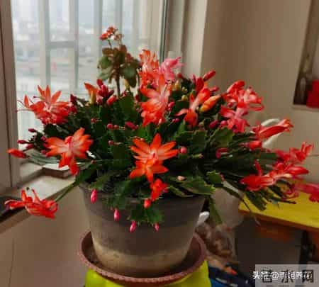 蟹爪兰冒花苞后，4件事别碰！碰一个掉一茬，牢记才能花满枝！