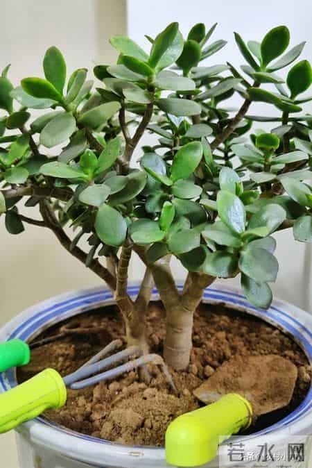 别把玉树当普通花养！ 记住“两晒两躲”口诀，富贵花自然来敲门！