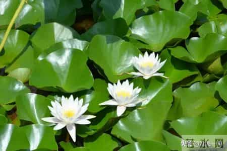 对于孩子,父母的眼光,不能太散了,也不不能太聚焦了