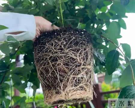 这四种花，打死都不能施肥，一喂就完蛋，救不回来!