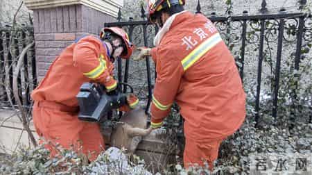 门头沟一只狍子卡在小区护栏间，救援还真有技术含量！