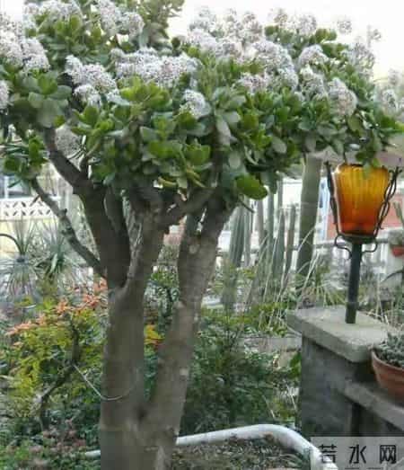 6种长寿花，建议养一盆，养成老桩价值高，开花更有“好兆头”