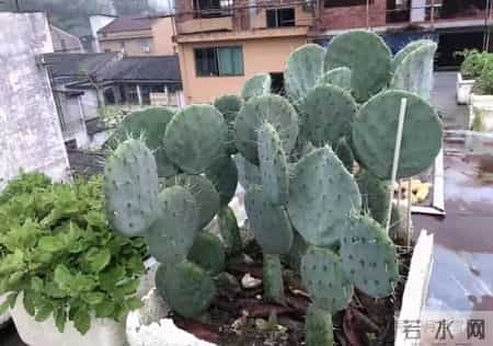 老中医最喜欢的4种花，“人养花，花旺人”越养身体越棒！