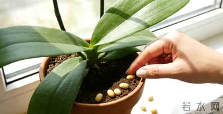 半盆黄豆撒下去,蝴蝶兰疯长花茎,全年开花爆盆