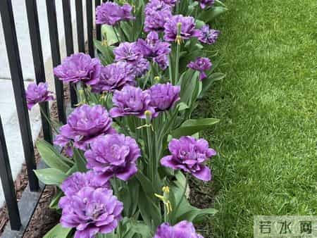 这就是大名鼎鼎的“世界花后”，六个国家尊它为国花，开花是真美