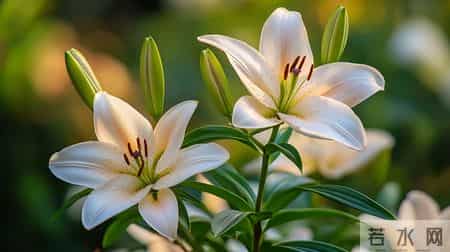 一般人镇不住的星座第一名