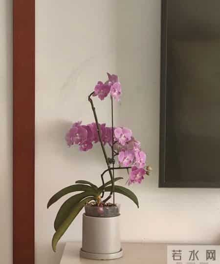 山东一女子，用“极简方式”养蝴蝶兰，年年都复花，网友：神了！