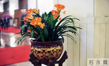 6种长寿花，建议养一盆，养成老桩价值高，开花更有“好兆头”