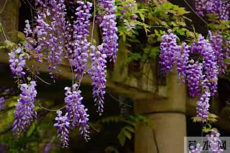 6种长寿花，建议养一盆，养成老桩价值高，开花更有“好兆头”