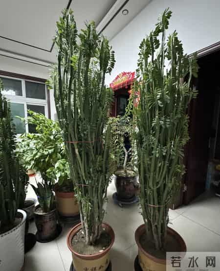 山东一大伯，“小盆”养10年的龙骨，已经长到房顶：太壮观了！