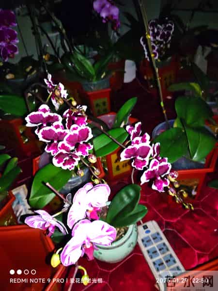 蝴蝶兰永不烂根的惊天妙法终于被一位疯狂喜欢蝴蝶兰男子发现了