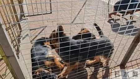 涉案358.6万元获刑15年,警方披露沈阳首例“宠物繁育专家”诈骗案情!