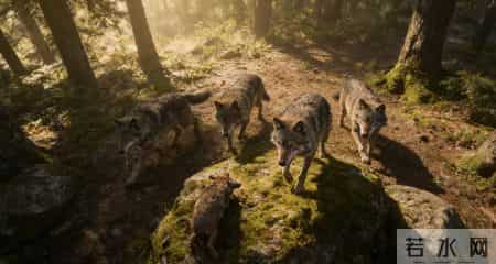 狼群法则:你和任何人的关系,都不取决于你对别人有多好,而是取决于你手上的筹码有多少。永远不要高估关系,低估实力