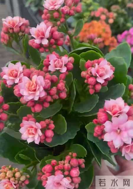 32个长寿花品种,全是当下流行的,品种控们的最爱