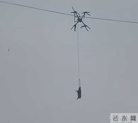 无人机吊猪下山挂电线上，致村庄停电10小时，已被立案