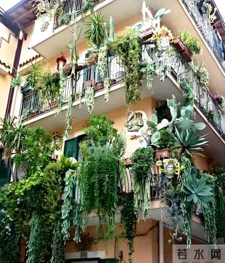湖南一太太，因“多肉流下阳台”走红，网友：一泻千里真壮观！