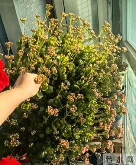 北京一阿姨,把长寿花养成巨无霸,爆花1万朵,太美太壮了!