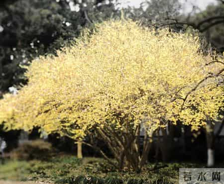 杭州一棵腊梅因“开花太多”走红，网友：第一次见开花这么肥的