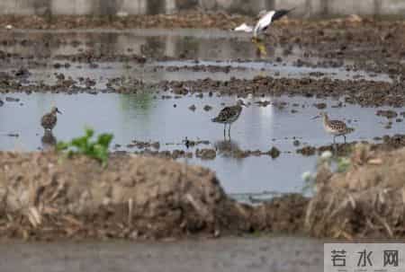 赔不起就种树! 2019年江苏男子河边诱捕2万多只, 判赔600万无力支付