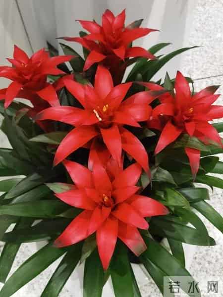 别再买了!这 4 种花根本不适合家庭养