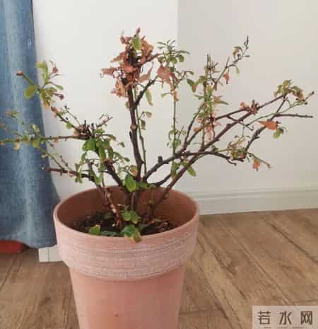 这四种花，打死都不能施肥，一喂就完蛋，救不回来!