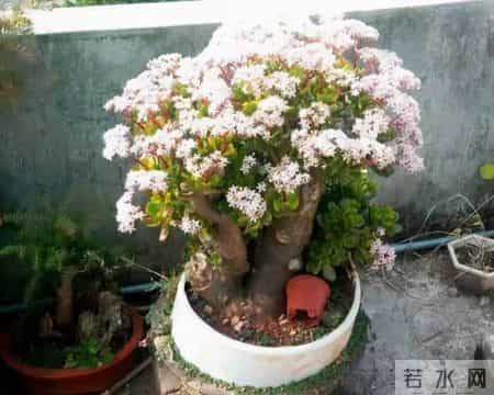 6种长寿花，建议养一盆，养成老桩价值高，开花更有“好兆头”