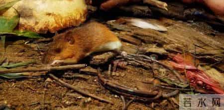 1只都不能抓！海南男子用笼子抓57只，连皮带肉放冰箱