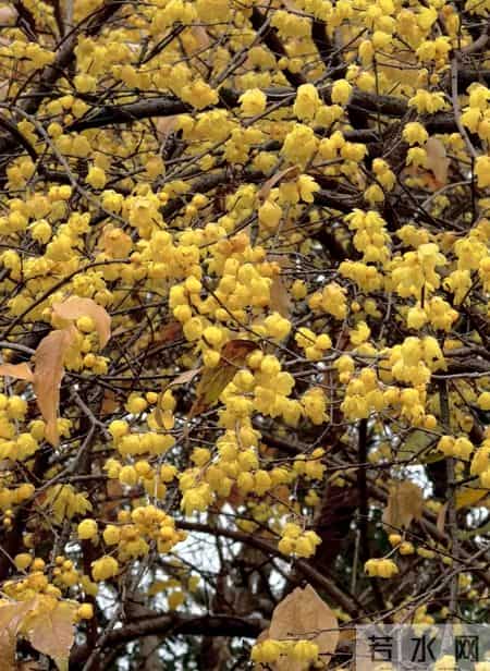 杭州一棵腊梅因“开花太多”走红，网友：第一次见开花这么肥的