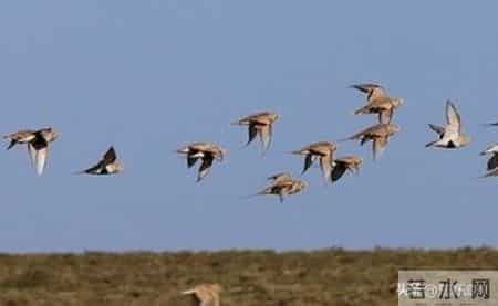 猎杀吧少年——（八十七）夜打沙鸡（中）