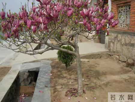 有院子就种“五种树”，“老祖宗”留下的吉祥话，不是没有道理