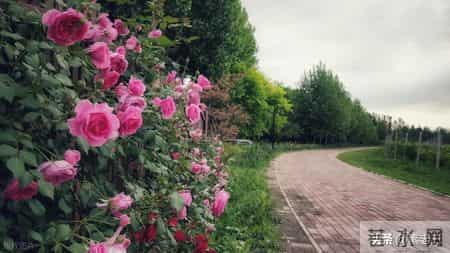 关东风雪情——内心的纠葛（182）