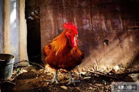 小媳妇改改61：卖鸡代理