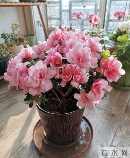 这6种花千万别乱换盆！一换就烂根死苗，养花人血的教训