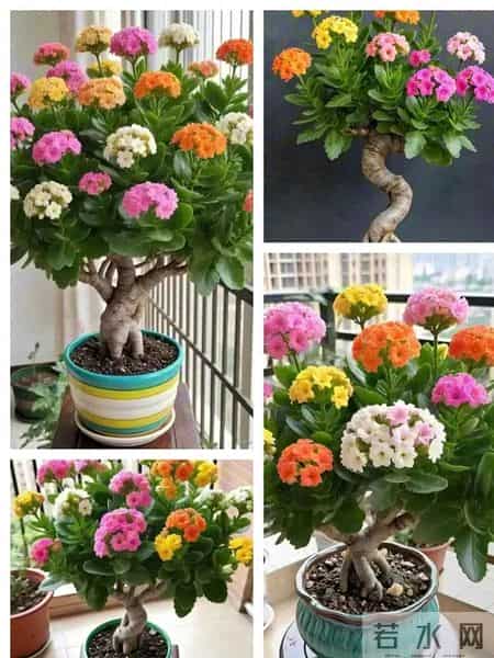 长寿花还能这么玩？河南一男子的“新式养法”火遍全网，太会了！