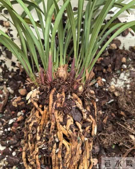 这6种花千万别乱换盆！一换就烂根死苗，养花人血的教训