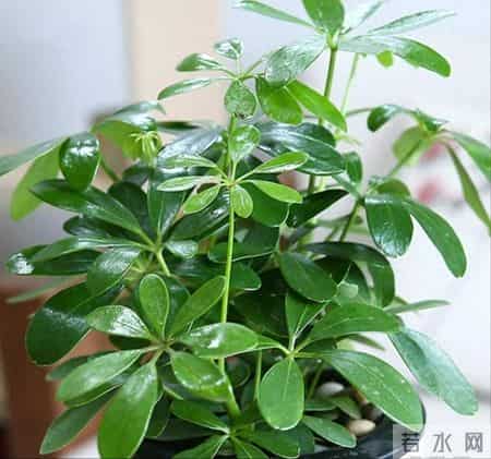 鸭掌木用深盆还是浅盆？按株型选，养根不烂叶！