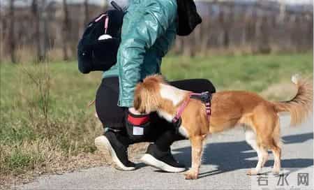 你的宠物狗，凭什么让他人付出代价？