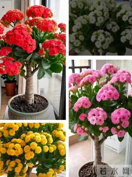 长寿花还能这么玩？河南一男子的“新式养法”火遍全网，太会了！