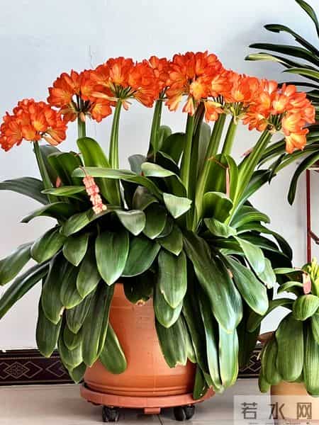 5种“能量花”，家里放一盆，大病小病全跑光，日子越过越舒心！