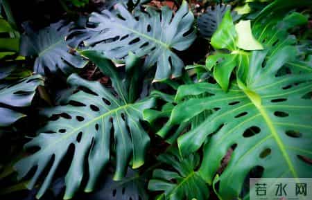 5种“能量花”，家里放一盆，大病小病全跑光，日子越过越舒心！