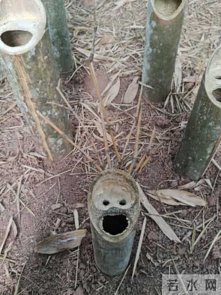 男子偶遇“一片被砍的竹子”，感觉被冒犯了，网友：谁的馊主意~