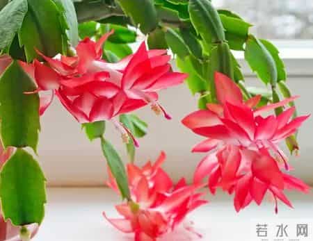 1月底促蟹爪兰开花，就按这3步来！20天花苞冒满枝，春节开爆盆！