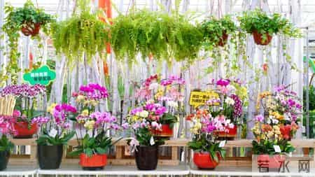 顺义这处花卉“4s店”,上央视啦!